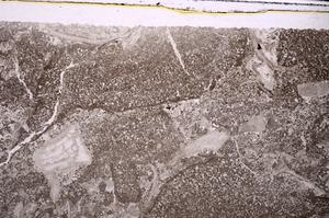 Plane Polarized, E45948