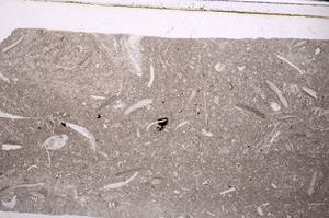 Plane Polarized, E46127
