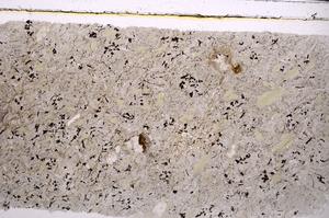 Plane Polarized, E46328