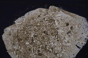 Cross Polarized, E46389