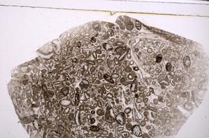 Plane Polarized, E46389