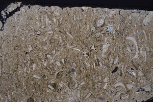 Cross Polarized, E46391