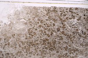 Plane Polarized, E46395