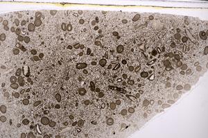 Plane Polarized, E46400