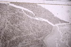 Plane Polarized, E46495