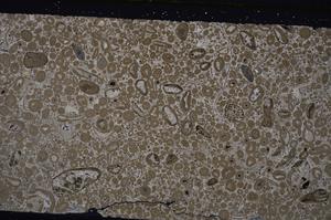 Cross Polarized, E46669