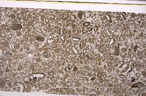 Plane Polarized, E46669