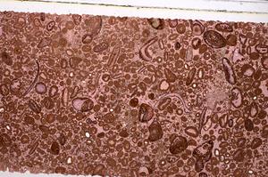 Plane Polarized, E46671