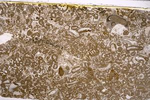 Plane Polarized, E46675