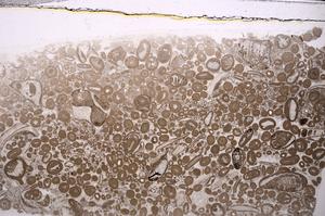 Plane Polarized, E46680