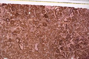 Plane Polarized, E46681