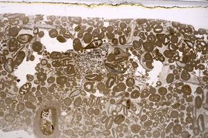 Plane Polarized, E46682