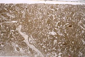 Plane Polarized, E46683