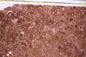 Plane Polarized, E46684