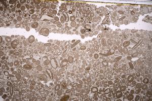 Plane Polarized, E46685