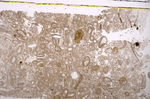 Plane Polarized, E46687