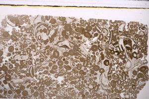 Plane Polarized, E46690