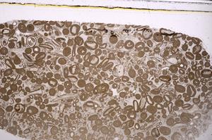 Plane Polarized, E46691