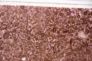 Plane Polarized, E46692