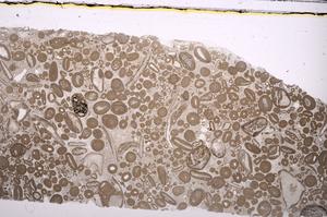 Plane Polarized, E46693