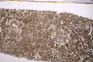 Plane Polarized, E46694