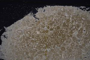 Cross Polarized, E46695