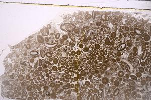 Plane Polarized, E46695