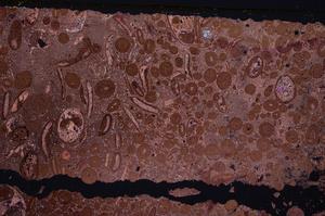 Cross Polarized, E46705