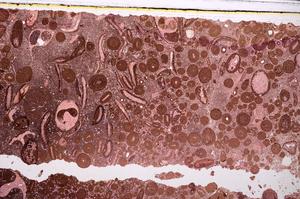 Plane Polarized, E46705