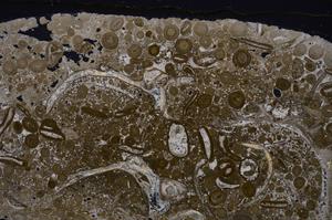 Cross Polarized, E46706