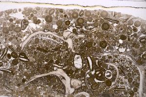 Plane Polarized, E46706