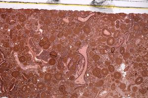 Plane Polarized, E46707