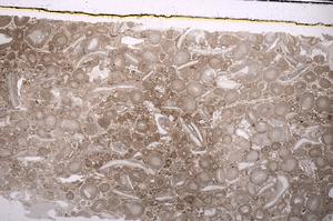 Plane Polarized, E46708