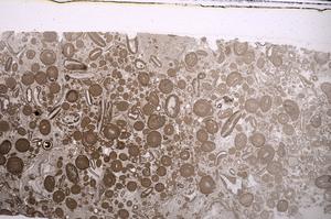 Plane Polarized, E46709