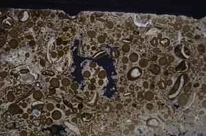 Cross Polarized, E46711