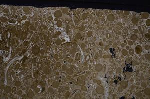 Cross Polarized, E46712