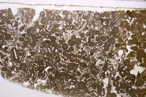 Plane Polarized, E46713