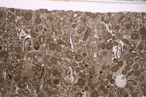 Plane Polarized, E46714