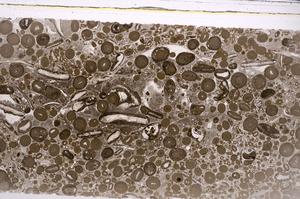 Plane Polarized, E46715