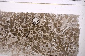 Plane Polarized, E46716