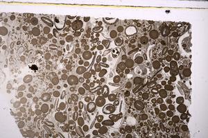 Plane Polarized, E46717