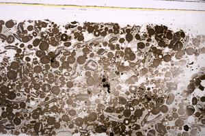 Plane Polarized, E46720