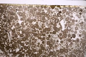 Plane Polarized, E46721