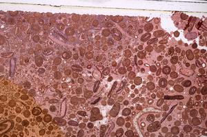 Plane Polarized, E46722