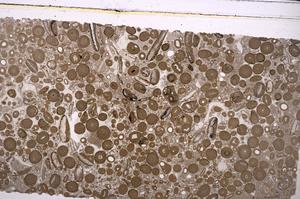 Plane Polarized, E46724