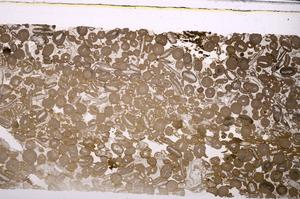 Plane Polarized, E46725