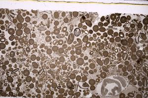 Plane Polarized, E46726