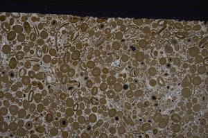 Cross Polarized, E46727