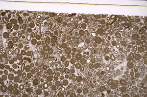 Plane Polarized, E46727