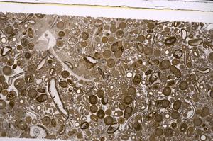 Plane Polarized, E46729